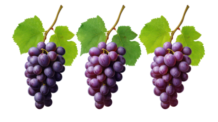 Three bunches of ripe purple grapes with green leaves isolated on transparent background