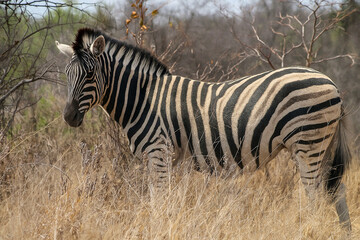 Wild zebra grazing in natural African savanna habitat with distinctive black and white stripes. Safari wildlife photography capturing authentic behavior in dry grassland environment.