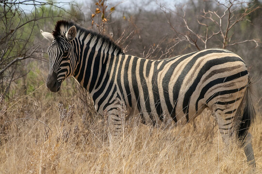 Wild zebra grazing in natural African savanna habitat with distinctive black and white stripes. Safari wildlife photography capturing authentic behavior in dry grassland environment.