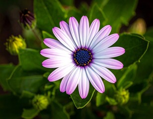 Obraz premium Close-up of a vibrant purple-white flower