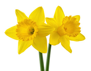  Firefly_Mustard Plant with Leaves and Yellow Flowers Isolated on White Background