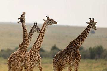 Obraz premium giraffes