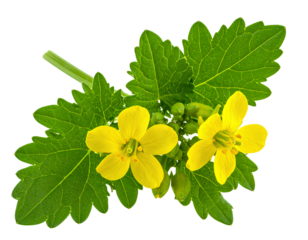  Firefly_Mustard Plant with Leaves and Yellow Flowers Isolated on White Background_