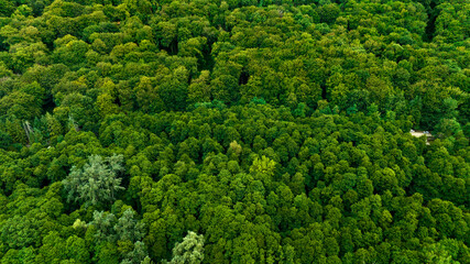 Aerial view of green trees in a forest. Ideal for backgrounds, textures, and patterns.