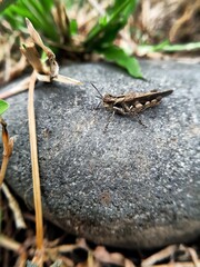 A brown garden grasshopper sits quietly on the surface of a silvery black rock.
