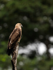 Wild Eagle Perched on a Dry Tree Branch in Natural Habitat