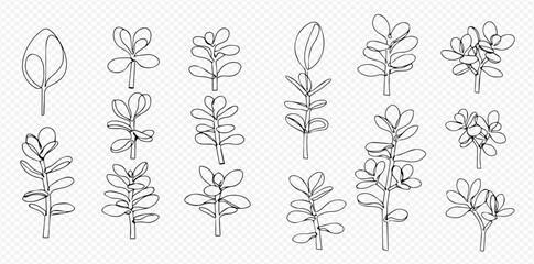 Line art illustration showcasing various stylized jade plant (Crassula ovata) arrangements and single leaves. © Lunara Arts