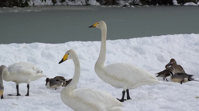A flock of pintail ducks and whooper swans flew in for the winter at 60 frames per second.