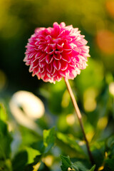 Growing beautiful dahlias. Growing autumn dahlia flowers.