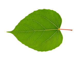 Obraz premium A vibrant green leaf showcasing intricate veins and a smooth texture against a plain background.