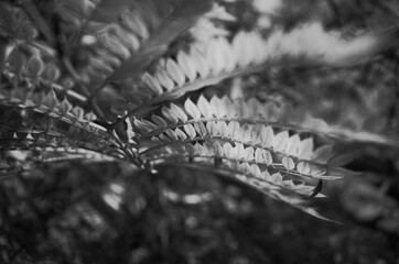 Close-up detail of tree leaves with blurred background in black and white