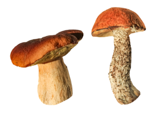 Boletus mushroom on a white background. isolated mushroom porcini mushroom, boletus