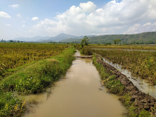 Obraz premium Beautiful natural scenery in Indonesian rice fields.