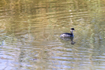 Black-necked grebe (podiceps nigricollis) in a lake in the south of France