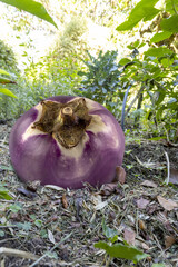 A round aubergine in a vegetable garden in the south of France