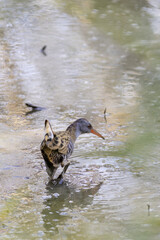 Water rail (rallus aquaticus) foraging in shallow water in a lake in the south of France