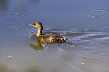 Little grebe (Tachybaptus ruficollis) swimming on a lake in the south of France