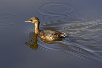 Little grebe (Tachybaptus ruficollis) swimming on a lake in the south of France