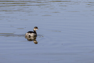 Black-necked grebe (podiceps nigricollis) in a lake in the south of France