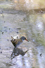 Water rail (rallus aquaticus) foraging in shallow water in a lake in the south of France