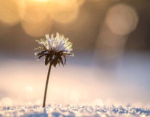 A single frozen flower in winter sunlight