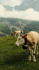 Alpenidylle mit Kuh in den Berner Alpen bei Kandersteg
