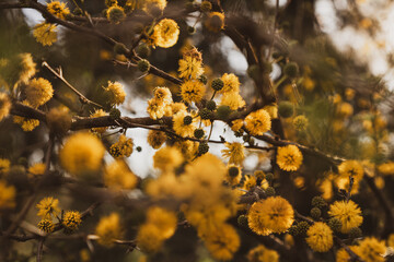 yellow autumn leaves