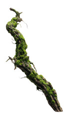 Tree Branch with Moss on Thick White Background HDR 3D Render