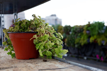 Fresh plant being placed in decorative pot, emphasizing urban gardening efforts and seasonal care. Image captures essence of urban green spaces and importance of nature in city