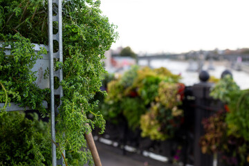Urban greenery and plants displayed on stand along waterfront, highlighting focus on city beautification. Image emphasizes use of fresh plants for urban landscaping in riverfront environment