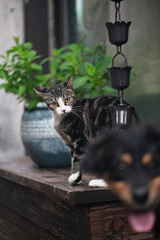 Angry tabby cat staring at a dog