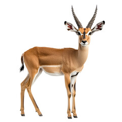 Fototapeta premium Elegant grant s gazelle with majestic horns standing proudly isolated on transparent background