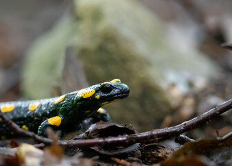 Salamandra plamista (Salamandra salamandra) na wilgotnym podłożu w naturalnym środowisku. Zbliżenie ukazujące charakterystyczne żółto-czarne ubarwienie płaza. © MarcinRoj.Fotografia