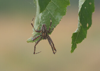 Pająk krzyżak (Araneus diadematus) na swojej sieci w naturalnym środowisku. Charakterystyczny wzór krzyża na odwłoku dobrze widoczny w zbliżeniu.