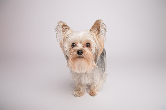 Close-up portrait of a blue and tan yorkshire terrier puppy standing in front of a grey background