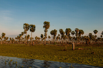 Obraz premium La Estrella Marsh Palm landscape , Formosa province, Argentina.