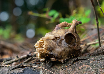 Drzewo z niezwykłymi elementami – naturalny kształt przypominający głowę niedźwiedzia, czaszka sarny oraz żółty grzyb. Symboliczne połączenie dzikiej przyrody, życia i śmierci w leśnym ekosystemie © MarcinRoj.Fotografia
