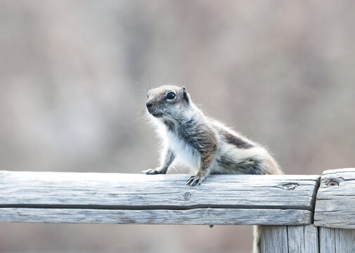 Close-up of a Chipmunk on a wooden fence