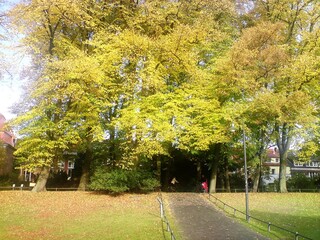Naklejka premium park in autumn