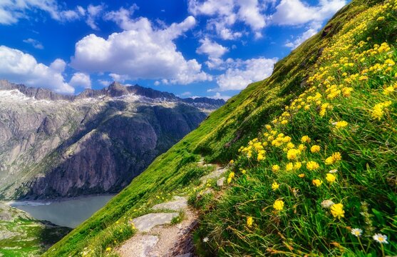 Wildflowers growing on the slopes of mountains by Oberaarsee, Grimsel, Guttannen, Switzerland