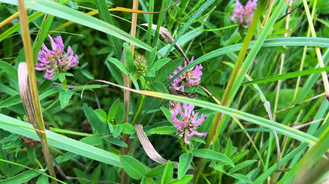 Silver Y or Autographa gamma butterfly on flowers and leaves of wild plants.