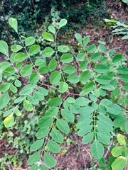 Moringa Oleifera Leaves and Thin Branches – Medicinal Plant Detail.