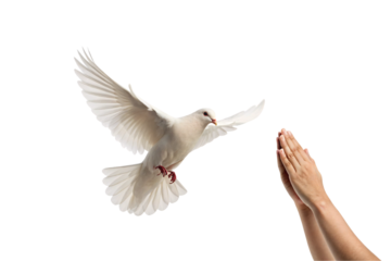 White dove flying with spread wings toward two hands positioned in prayer gesture below, isolated on a transparent background