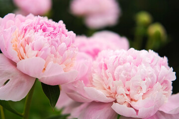Pink peony growing, blurred leaves background. Gently fresh flower bush. Gardening, landscaping. Plant Nurse Ad. Backdrop for product promote. Flower shop. Green home garden. Landscape design. Path
