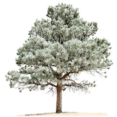 Lush Green Pine Tree with Dense Foliage and Strong Trunk in Clear Background