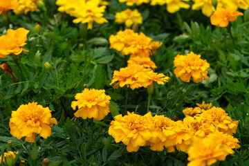 Tagetes. Marigold. Blooming orange-yellow flower heads and green leaves. Closeup of orange marigold flowers in full bloom and foliage. Garden nature background. Ornamental flowering plants. Flowerbed