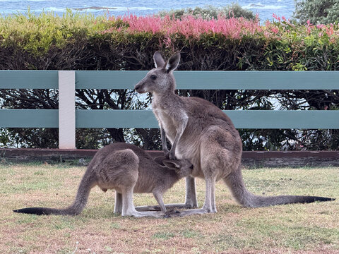 Side view of an Eastern Grey Kangaroo (Macropus giganteus) joey drinking milk from its mother's pouch, Point Lookout, North Stradbroke Island (Minjerribah), Queensland, Australia