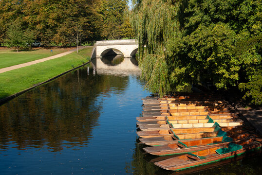Punts moored side by side along the banks of the river Cam, The Backs, Cambridge, England, UK