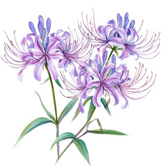 minimal yet artistic elements for creative designs. hand-drawn paint, Simple Illustration, A beautiful painting of spider flower set, EPS format, isolated on a white background, watercolor style	