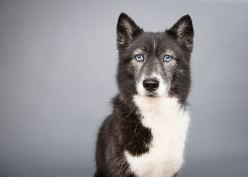 Portrait of a siberian husky dog sitting in front of  grey background